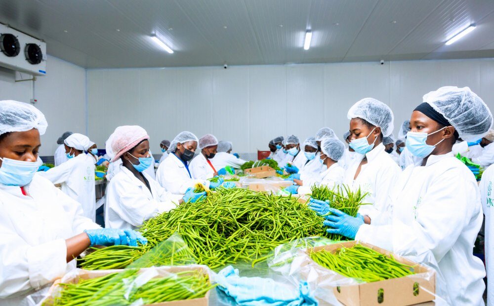 gukora muri packhouse byahaye akazi abiganjemo urubyiruko caab5 gukora muri packhouse byahaye akazi abiganjemo urubyiruko caab5